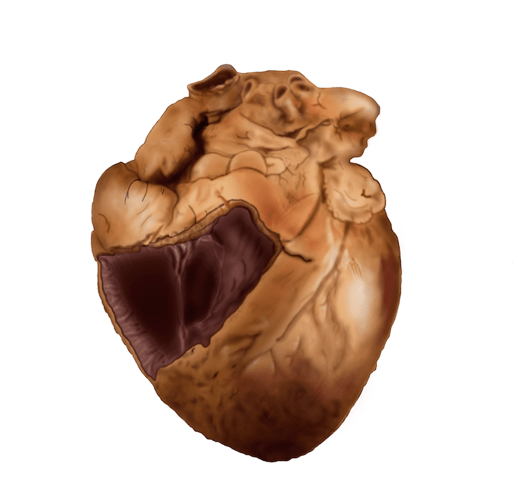 Heart Illustration Rooprai