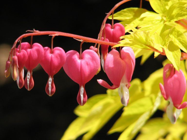 Nieuwkoop - Bleeding Heart